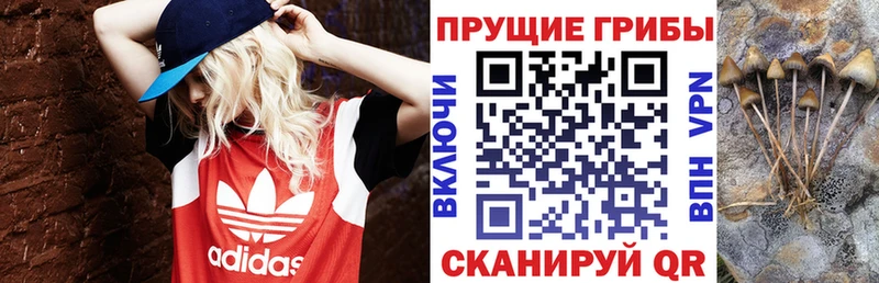 Купить где  Бородино  Галлюциногенные грибы мицелий 